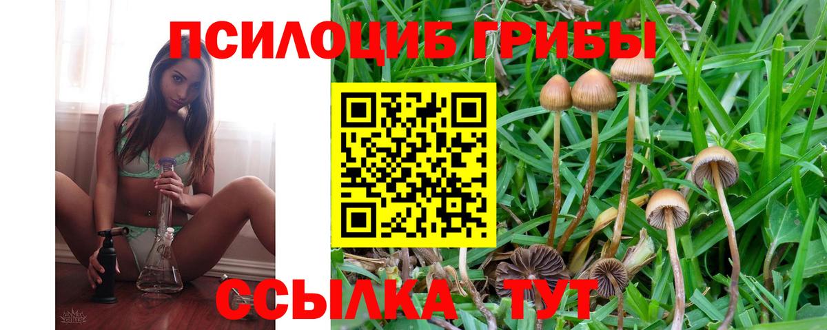 Кингисепп  Галлюциногенные грибы мухоморы  купить   Вход с VPN 